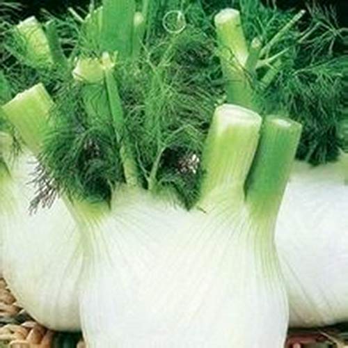 PlenTree 100 Seeds/Pack EU Fragrant Bulb Fennel Seeds Organic Vegetable Bonsai DIY Home Garden