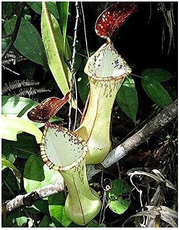 Nepenthes beccariana Sipogas Area - Pitcher Plant - 5 Seeds