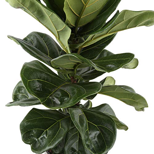 1 Costa+Farms+Lyrata+Fiddle+Leaf+Indoor