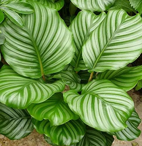 Calathea Orbifolia - 5 Live Plants in 4 Inch Pots - Calathea Orbifolia - Beautiful Easy to Grow Air Purifying Indoor Plant