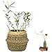 LEEPES Large Natural Woven Seagrass Plant Basket Tote Belly Basket for Storage,Laundry, Picnic,Plant Pot Cover,and Beach Bag Home Decor(10