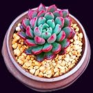 Succulent Live Plant " Ruby "
