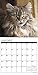 Just Maine Coon Cats 2017 Calendar