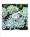Succulent Garden Notecards: 20 Different Cards and Envelopes (Blank Nature Cards, Botanical Cards)