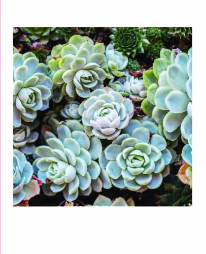 Succulent Garden Notecards: 20 Different Cards and Envelopes (Blank Nature Cards, Botanical Cards)