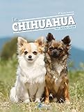Le Chihuahua by 