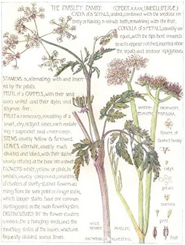 Amazon 花 パセリ Umbelliferae Water Dropworth Wild Beakedパセリ 1907年 アートフレーム ポスター オンライン通販
