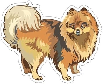 Amazon Com Js Artworks Pomeranian Vinyl Bumper Sticker Decal