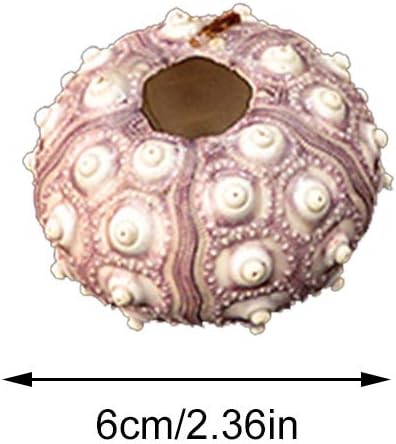 2 Stuck Naturliche Seeigel Muschelschale Reptilienbox Aquarium Garten Dekorationen Diy Ornament Seeigelschale Amazon De Haustier
