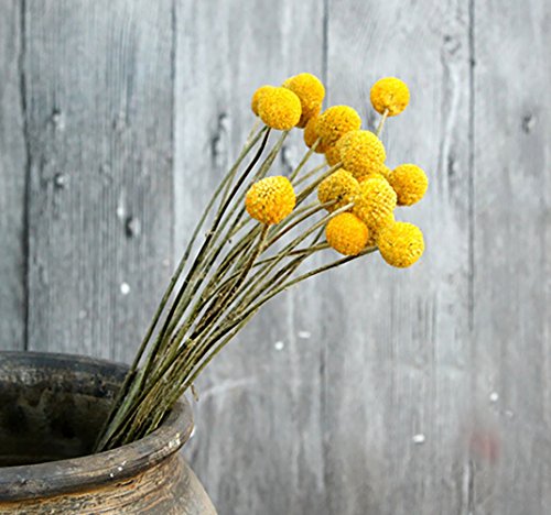 KALOR Dried Flowers Branch Farmhouse Stylet Craspedia Yellow Billy Balls For Home Decor DIY 10 Stems - Thumbnail 3