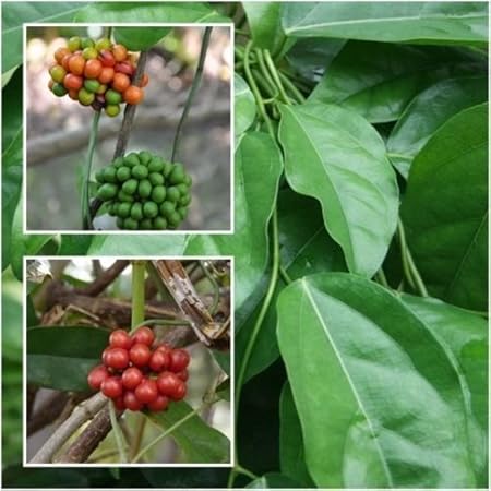Amazon.com: 10 Semillas yanang tiliacora Triandra ya-nang ...
