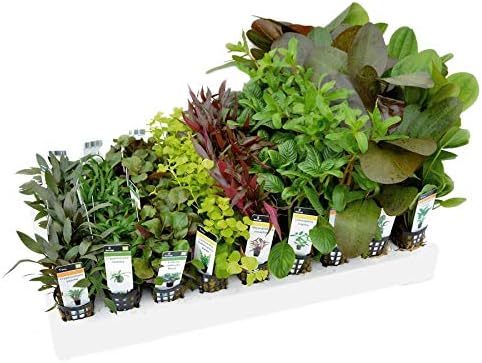 Mixed Box of Aquarium Plants - 1000L Tank (240 Pots)