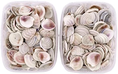 Seashells - Tiara Venus Duo Pack 400 Grams - Shells for Crafts Supplies and Decoration, Miniature Garden Ornaments Beach White Sea Shells and for Jewellery Making