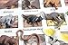 Montessori Australian Animal Match Cards and Figurines. Nomenclature Science Work Continent Box