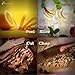 Kitchen Knife Sharpener,Hone,Sharpens, Beveled, Polishes Dull, Serrated, Standard Blades & Chef's Knives, Pairing Knives As Shown On TV By Homegician (Chef's Knife)