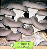 Seeds and Things 10 Grams(Pleurotus Ostreatus), Approximately 1,000 inert carrier Seeds Coated with the Mushroom Spore Oyster (Pleurotus Ostreatus)