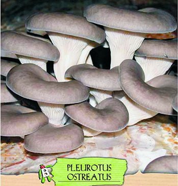 Seeds and Things 10 Grams(Pleurotus Ostreatus), Approximately 1,000 inert carrier Seeds Coated with the Mushroom Spore Oyster (Pleurotus Ostreatus)