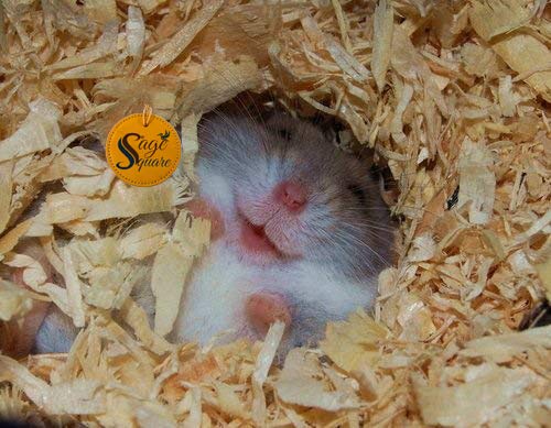 dwarf mice for sale