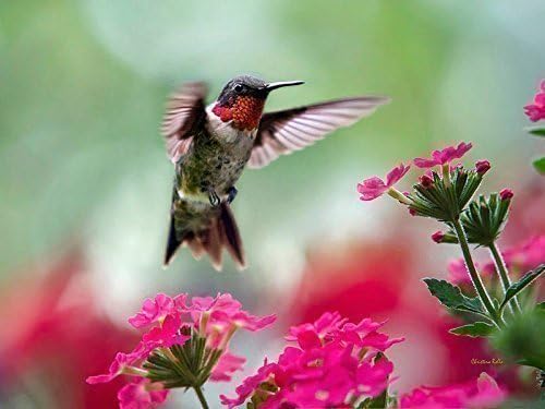 Hummingbird Photo Print Summer Bird Wall Art, Ruby Garden Jewel Fine Art Photography Nature Pictures