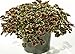 Red & Green Glow Shamrock 4 Leaf Clover -Trifolium - Indoors or Out - 4" Pot