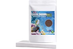 BNYEE Brine Shrimp Eggs for Aquatic Foods Baby & Fry Foods The Popular 90% Hatch GSL Brine Shrimp Eggs (1 OZ)