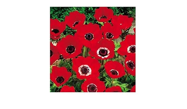 GEOPONICS 20 AnéMona Bombillas de Color Rojo Hollandia ing ...