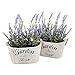 Butterfly Craze Artificial Lavender Plants in Rustic Wooden Planters - Lifelike, Stunning Faux Silk Purple Flowers Perfect for Elevating Your Patio, Home Décor, or Office (Set of Two), White Pots