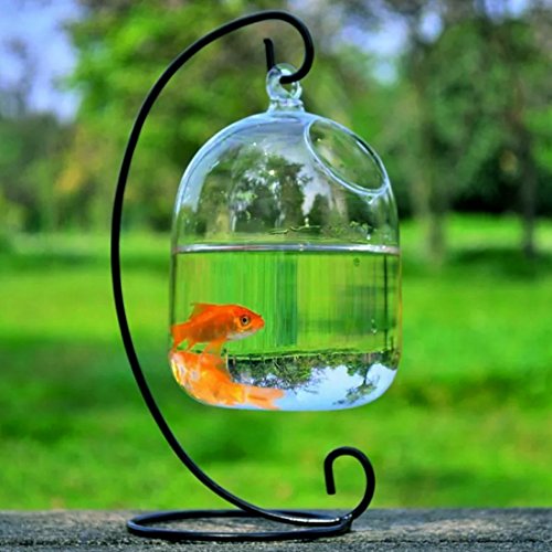Haoun Hanging Fish Tank Creative Fish Vase Glass Transparent Goldfish Bowl for Home Decoration with Bracket (Black bracket)