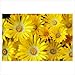 100 Gelato YELLOW ICE PLANT MESEMBRYANTHEMUM DAISY Livingstone Flower Seeds