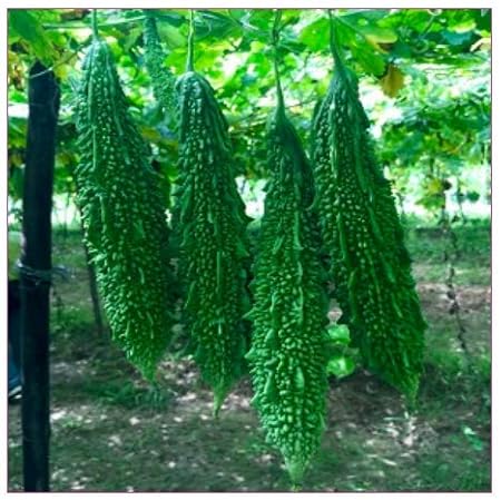 Seeds Point Hybrid Chinese Greenish White Long Bitter Gourd Vegetable seeds Pack (15+ Seeds)