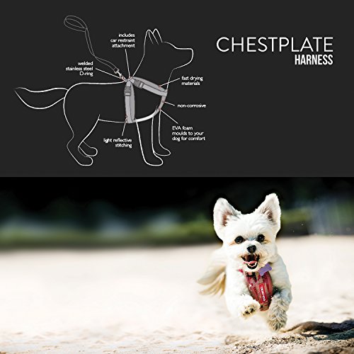 Best Harness for Your Cavalier King Charles Spaniel Our Top 6