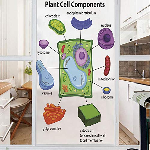 Decorative Privacy Window Film/Chart Showing Plant Cell Components in Cartoon Style Science Living Structure Decorative/No-Glue Self Static Cling for Home Bedroom Bathroom Kitchen Office Decor Multico