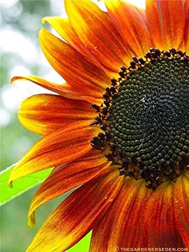 2 Packs. Sunflowers Autumn Beauty in Red and Brown Shades 24 Flower Seeds /1.8 m Tall/Beds & Cuttings 12/2023