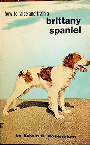 raising a brittany spaniel