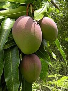 Mango research paper image