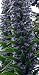 Giant Viper Plant 25 Seeds-Echium pininana-HUGE