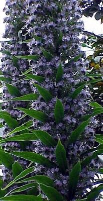 Giant Viper Plant 25 Seeds-Echium pininana-HUGE Giant Viper Plant 25 Seeds-Echium pininana-HUGE