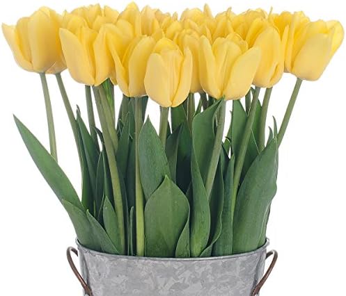 2 Dozen - Yellow Flight Tulips, With Vase - American Grown