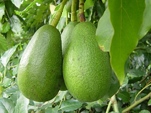 rare avocado varieties