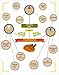 Organic Turmeric Root Powder (Curcumin) Ultra Pure USDA Certified Healthy Antioxidant Vegan Superfood 1 Pound Bulk Spice Package Fresh Harvested By Flavor Of The Earth