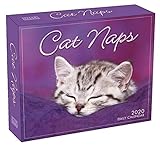 Cat Naps 2020 Boxed Daily Calendar by