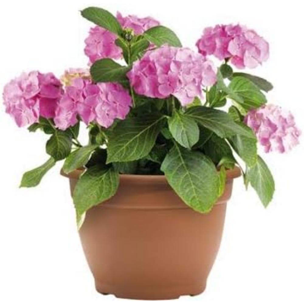 Green Path Plant, Terracotta, 22cm 4 Litre Pot