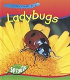 Ladybugs