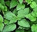 David's Garden Seeds Herb Stinging Nettles SL7556 (Green) 100 Non-GMO, Heirloo, Organic Seeds