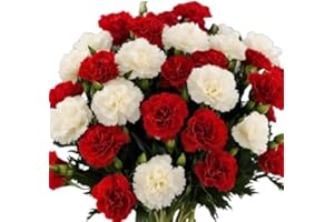 KaBloom Flowers - 12 Red And White Carnation Without Vase. Gift for Birthday, Anniversary, Get Well, Thank You, Valentine, Mother’s Day Fresh Flowers