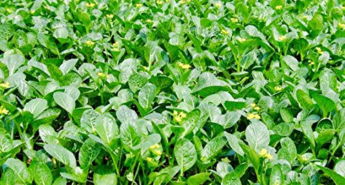 ASTONISH Seeds Package: New! 2000-Seeds Choy-Sum-Choi-Sum-Yu-Choy-Chinese-Flowering-Cabbage Thailand