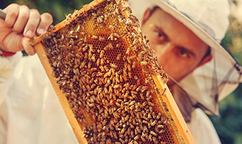 Manuka Honey 20+ - Image 6