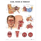 ENT Ear Nose and Throat Anatomical Chart