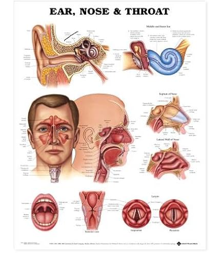 Tableau Anatomique Larynx Et Plis Vocaux - Support Pédagogique Pour Orthophonistes Et Chanteurs