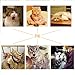 VMIZIV Cat Catnip Sticks, 10 Pcs Natural Matatabi Silvervine Sticks Chew Toys Cat Treats Sticks Natural Cat Dental Chews for Teeth Cleaning